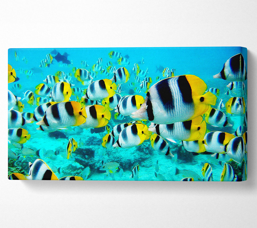  A Canvas Print of Fish Fury Canvas Art