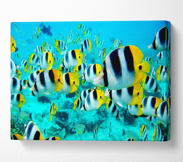  A Canvas Print of Fish Fury Canvas Art