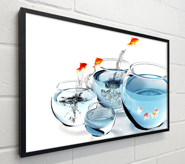 Fishes And Aquariums