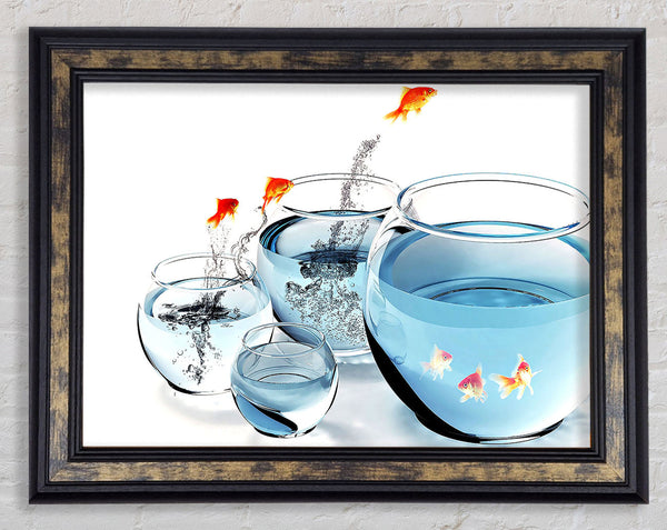 Fishes And Aquariums