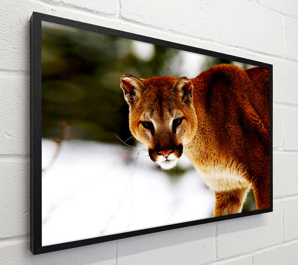 Florida Panther In The Snow
