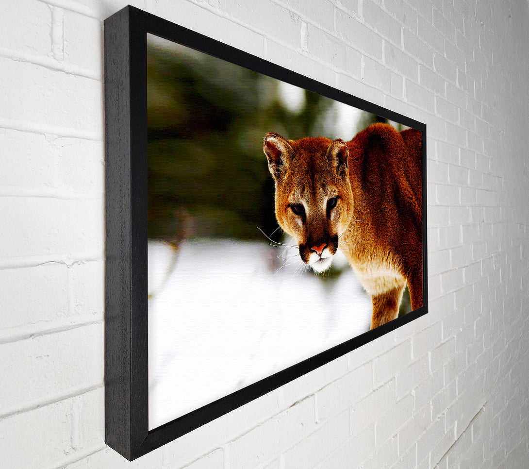  A Canvas Print of Florida Panther In The Snow Canvas Art