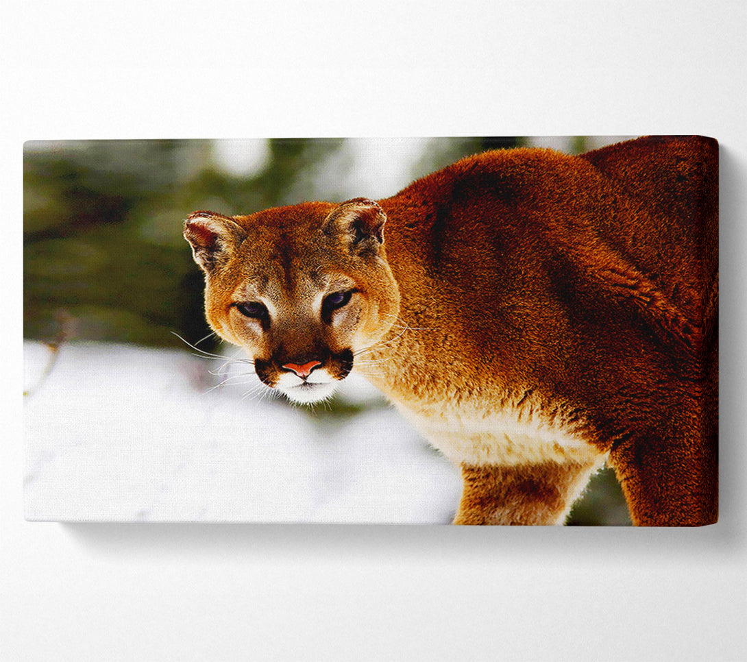  A Canvas Print of Florida Panther In The Snow Canvas Art