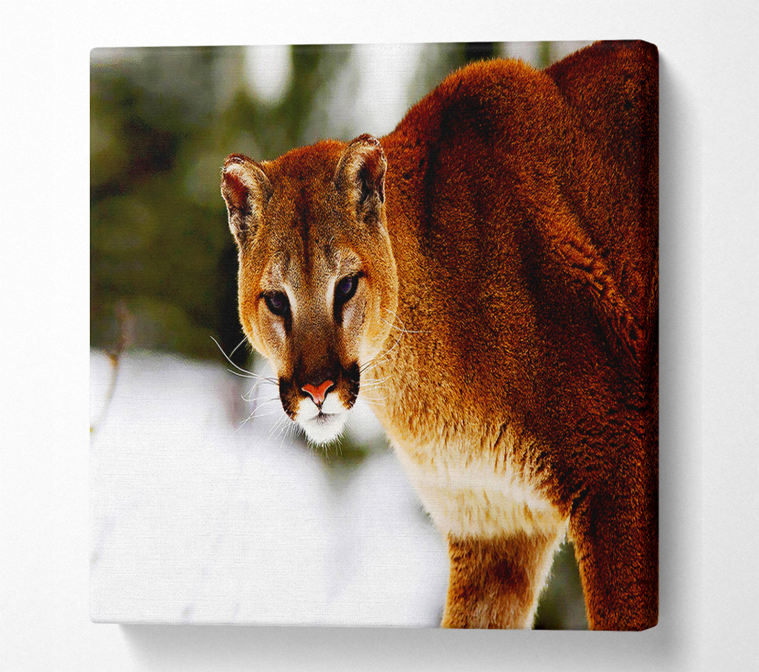  A Canvas Print of Florida Panther In The Snow Canvas Art