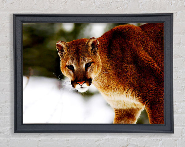 Florida Panther In The Snow Framed Print