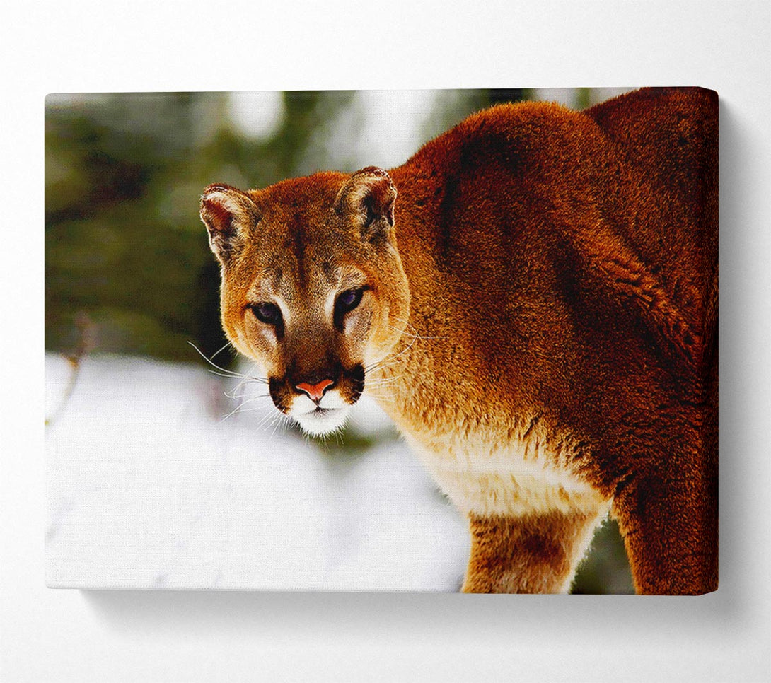  A Canvas Print of Florida Panther In The Snow Canvas Art