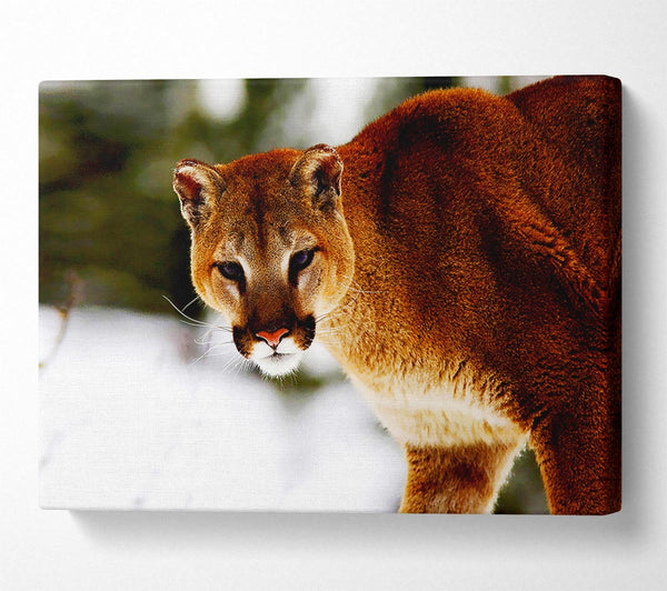  A Canvas Print of Florida Panther In The Snow Canvas Art