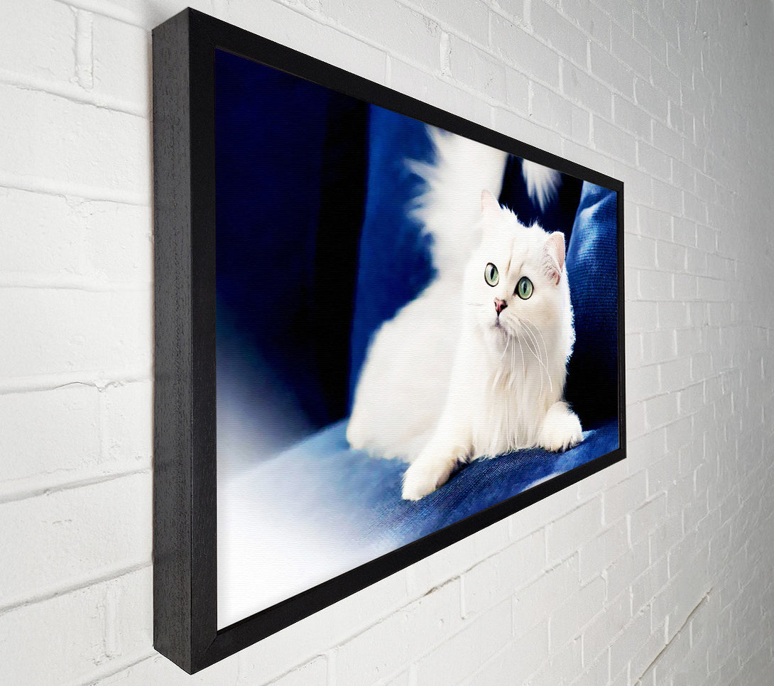  A Canvas Print of Fluffy White Kitten Canvas Art
