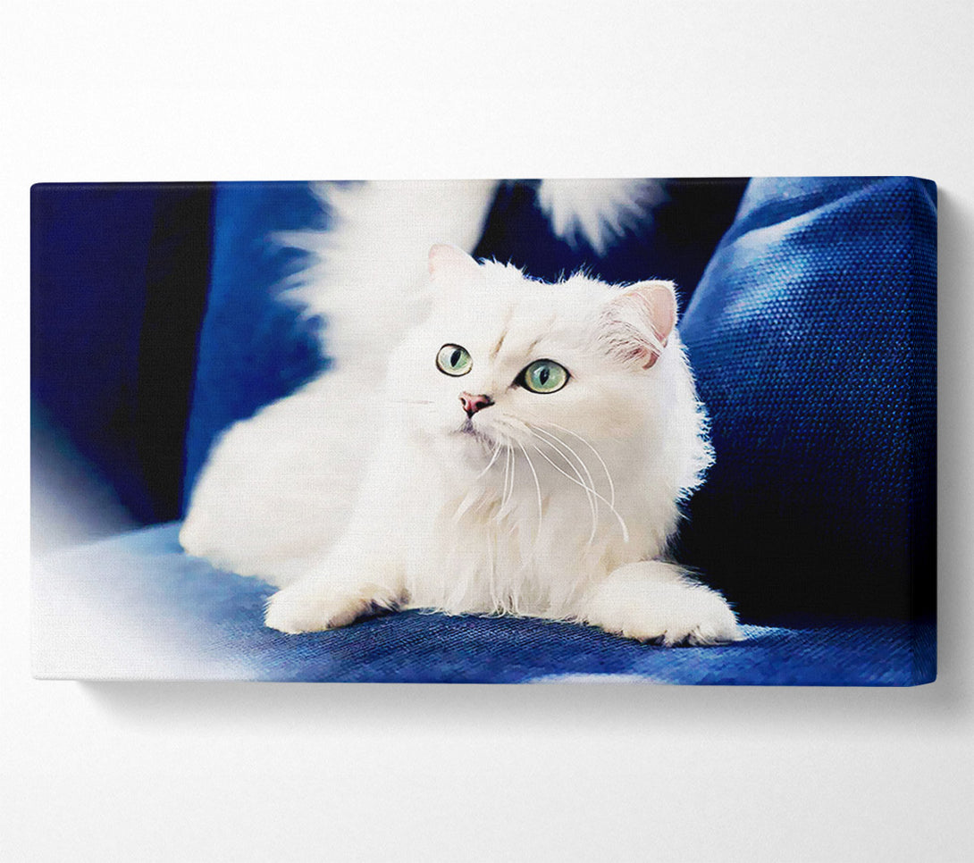  A Canvas Print of Fluffy White Kitten Canvas Art