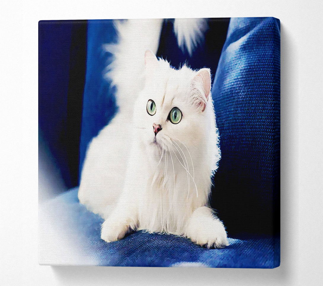  A Canvas Print of Fluffy White Kitten Canvas Art