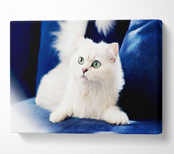  A Canvas Print of Fluffy White Kitten Canvas Art