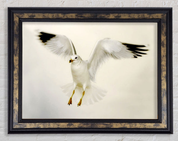 Flying Seagull Framed Print