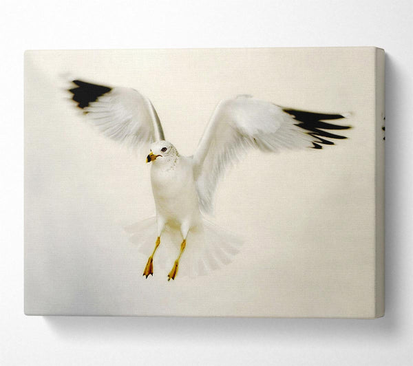  A Canvas Print of Flying Seagull Canvas Art