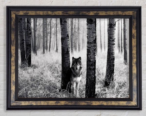 Forest Wolf Framed Print