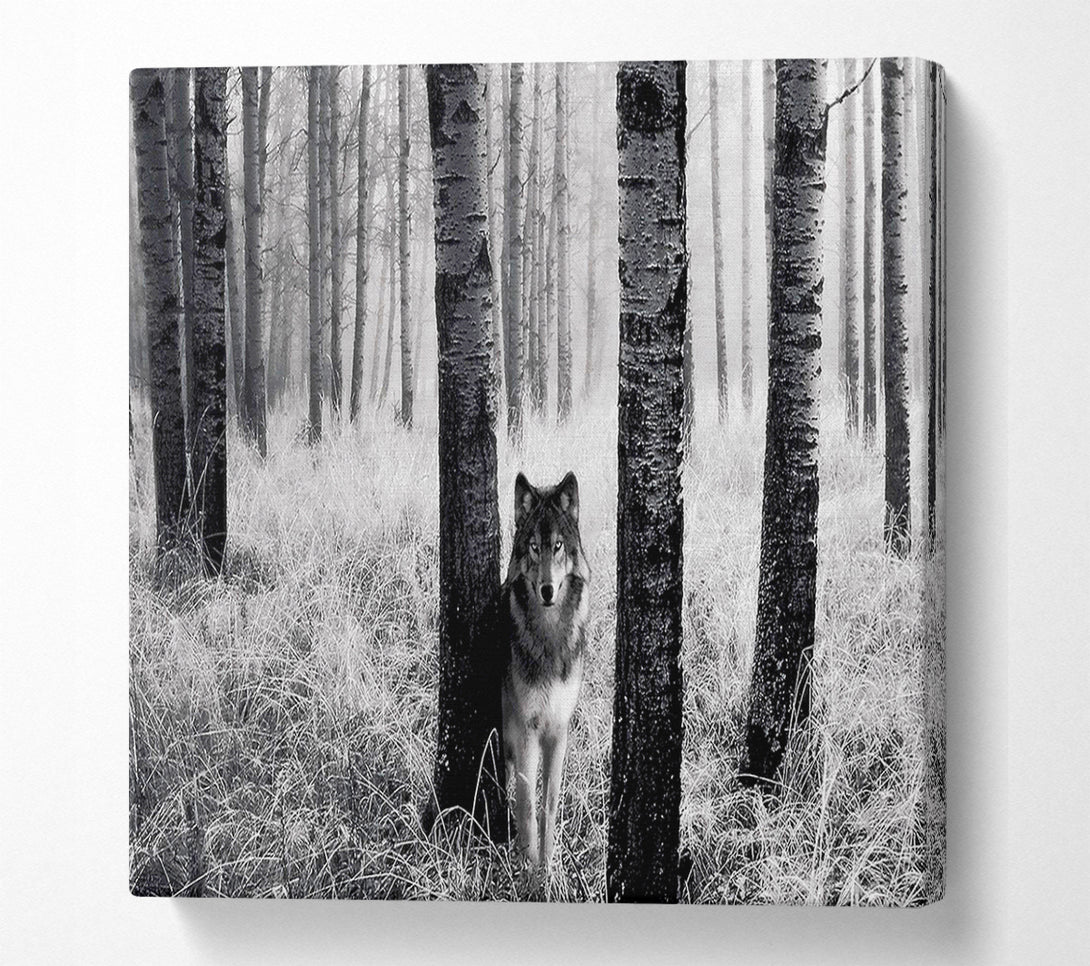  A Canvas Print of Forest Wolf Canvas Art