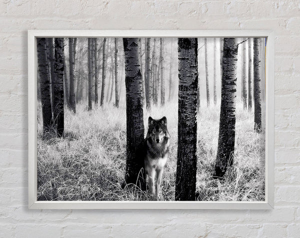 Forest Wolf Framed Print