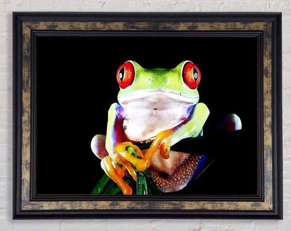 Frog Eyes Framed Print