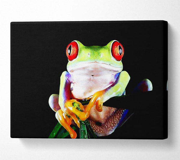  A Canvas Print of Frog Eyes Canvas Wall Art