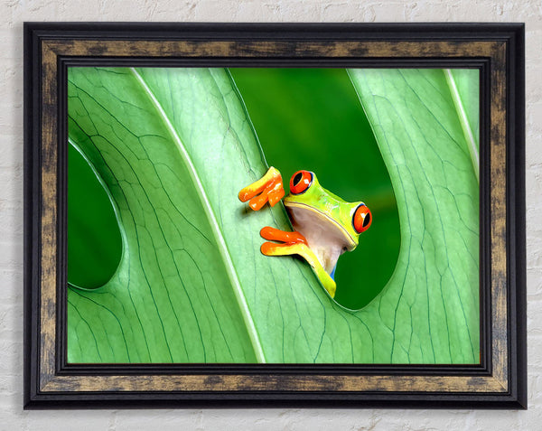 Frog Framed Print