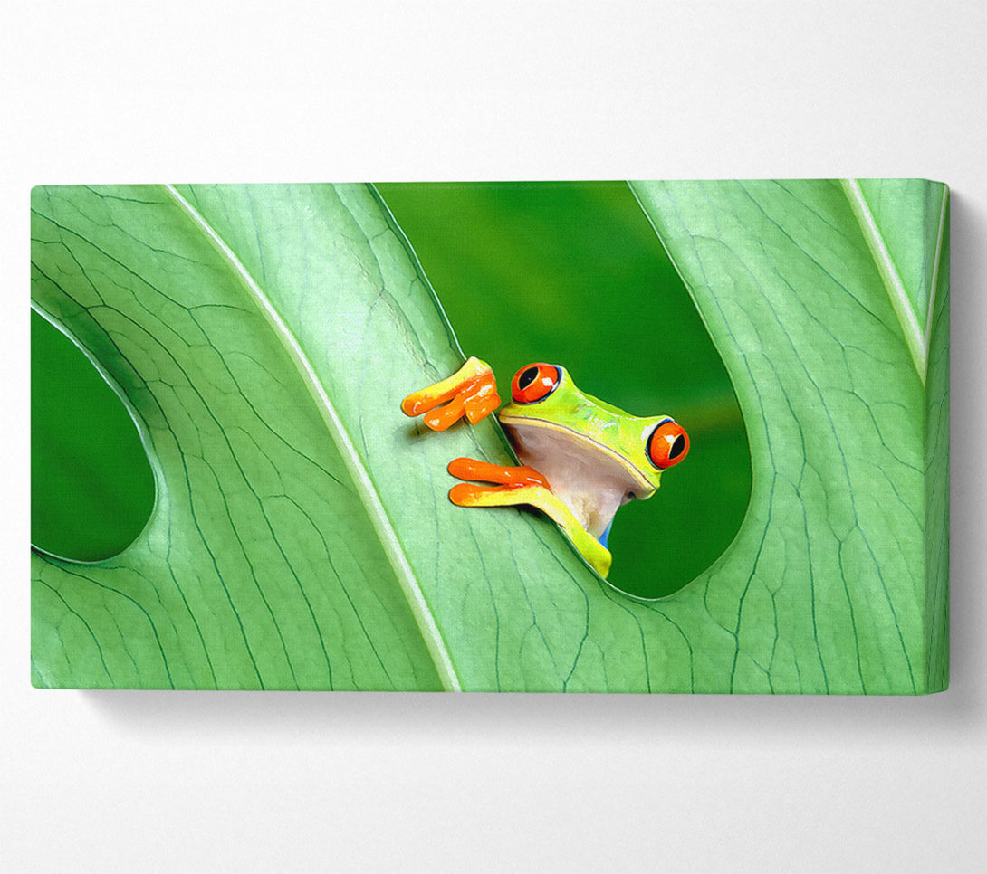  A Canvas Print of Frog Canvas Wall Art
