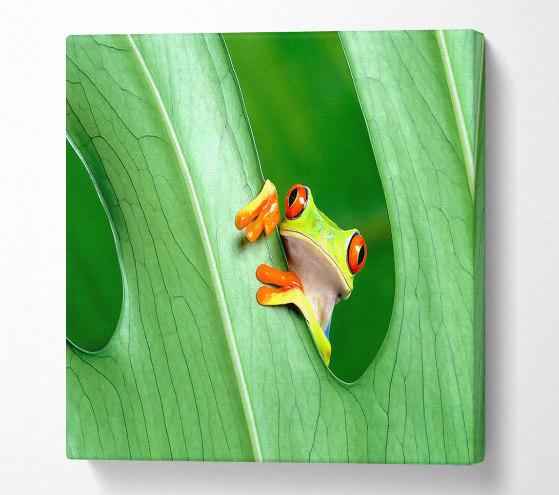  A Canvas Print of Frog Canvas Wall Art