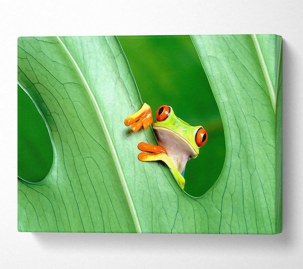 A Canvas Print of Frog Canvas Wall Art