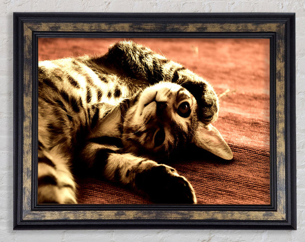 Funny Cat