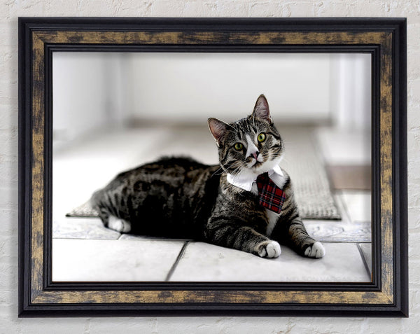 Funny Cat Wears Tie