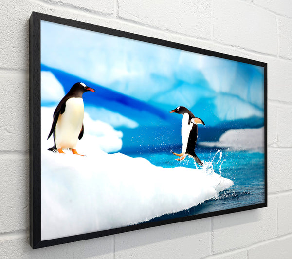 Gentoo Penguins Antarctica