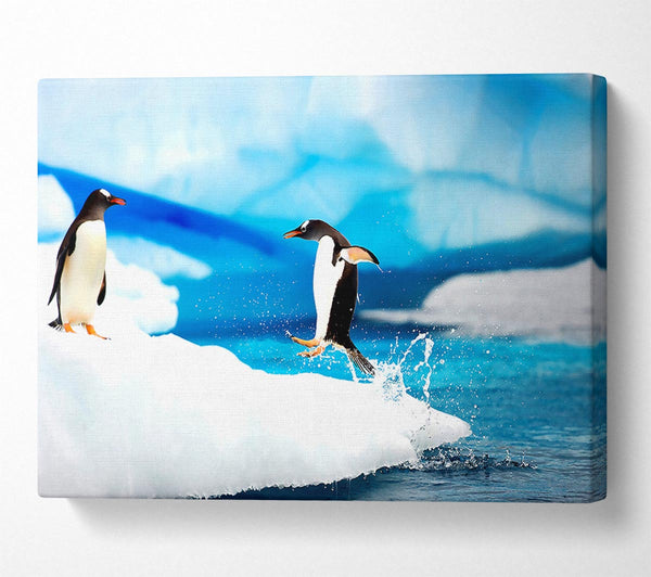  A Canvas Print of Gentoo Penguins Antarctica Canvas Print