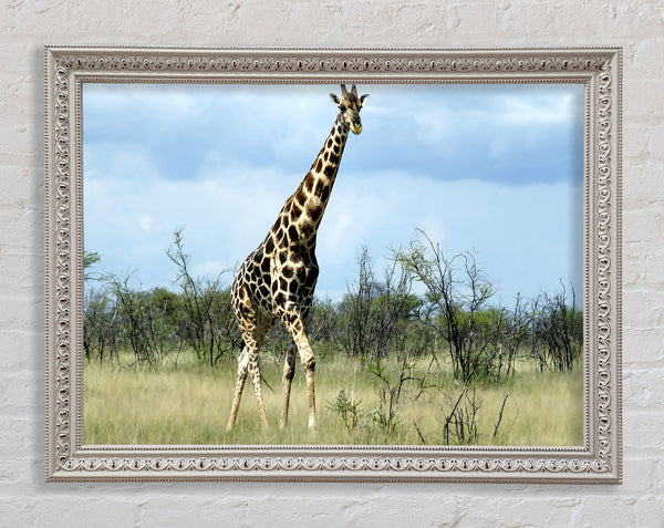Giraffe In The Wilds Of Namibia Framed Print