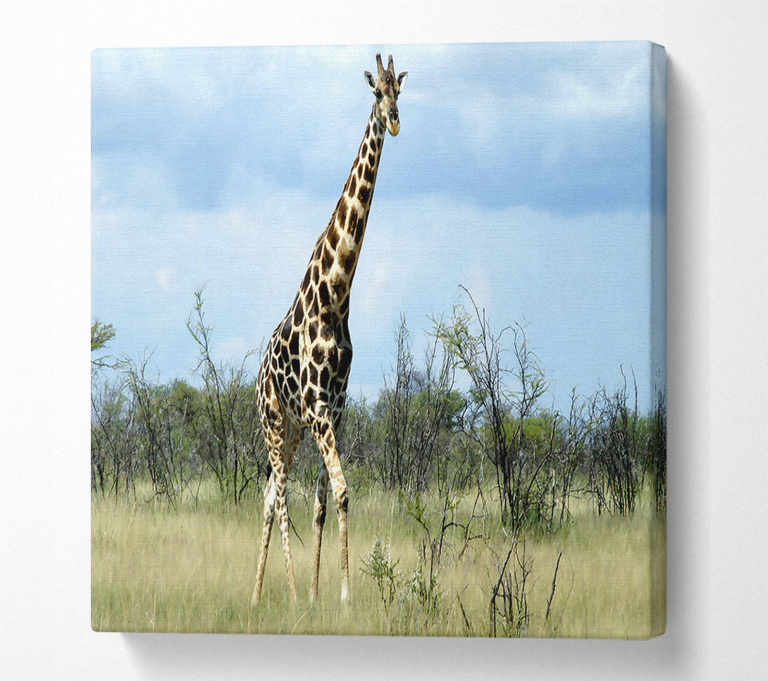 A Canvas Print of Giraffe In The Wilds Of Namibia Canvas Art