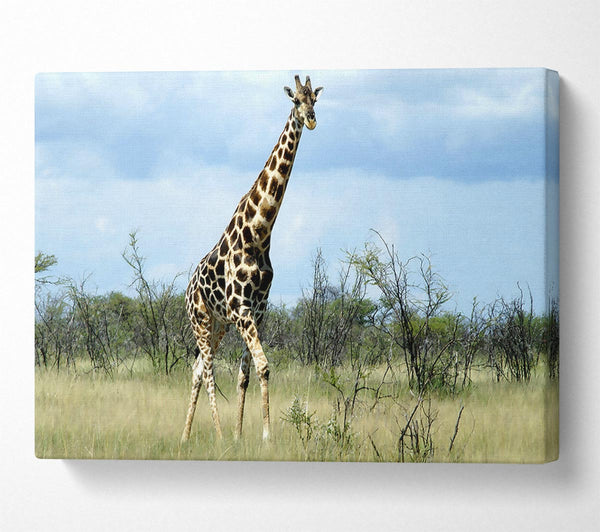  A Canvas Print of Giraffe In The Wilds Of Namibia Canvas Art