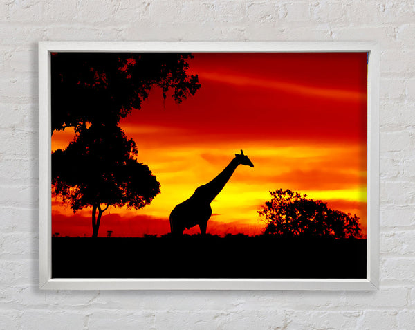Giraffe At Dawn Framed Print