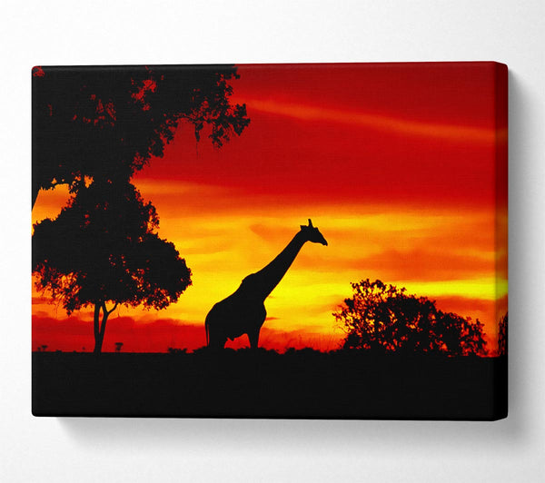  A Canvas Print of Giraffe At Dawn Canvas Print