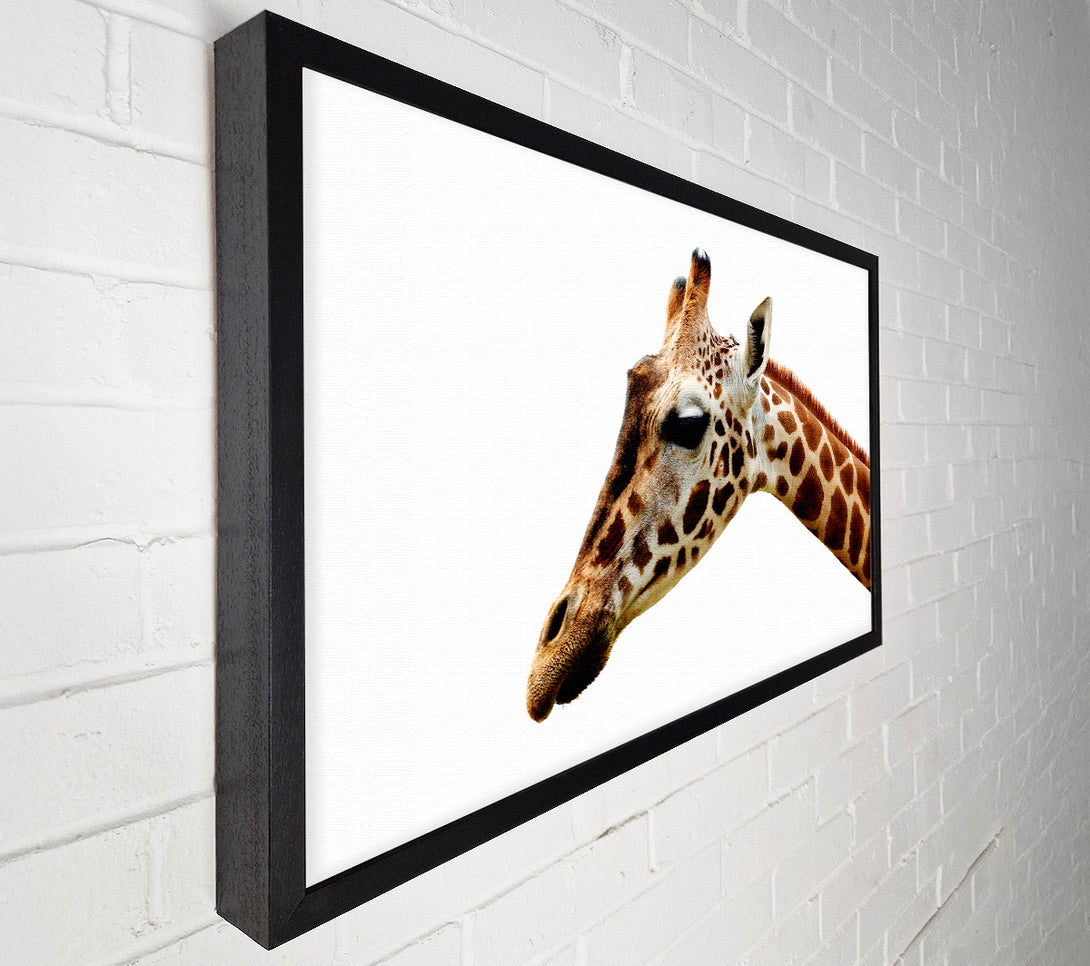  A Canvas Print of Giraffe Face Canvas Art