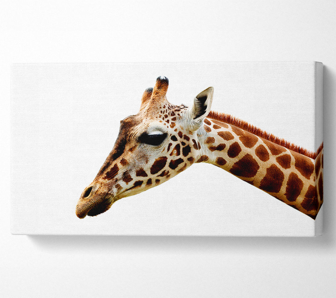  A Canvas Print of Giraffe Face Canvas Art