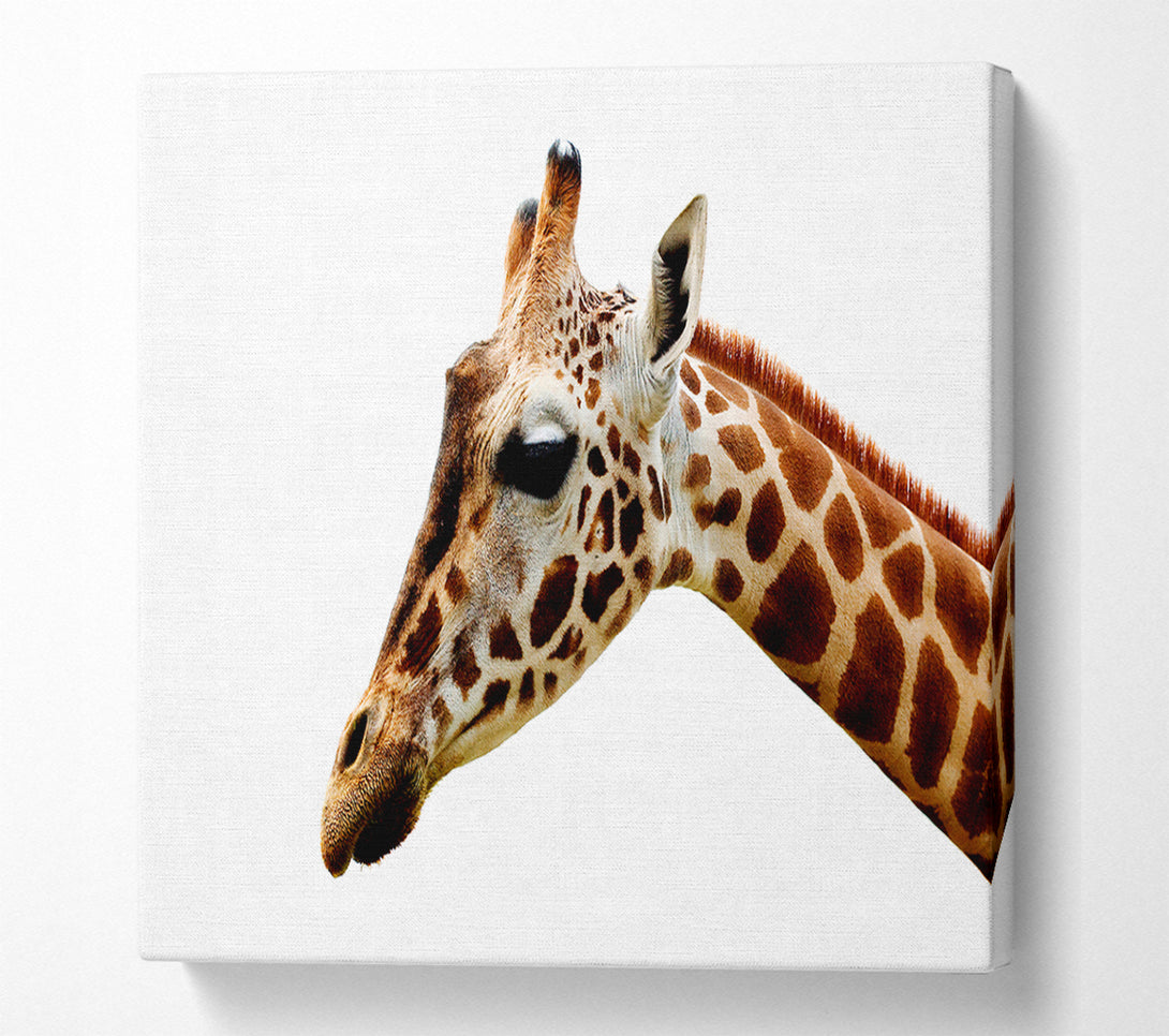  A Canvas Print of Giraffe Face Canvas Art