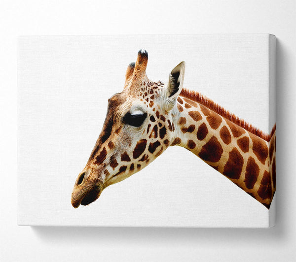  A Canvas Print of Giraffe Face Canvas Art