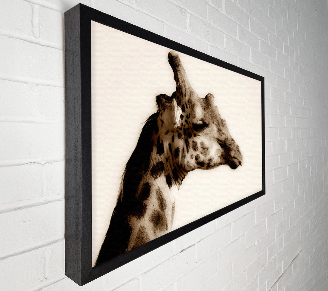  A Canvas Print of Giraffe Head Stare Canvas Print