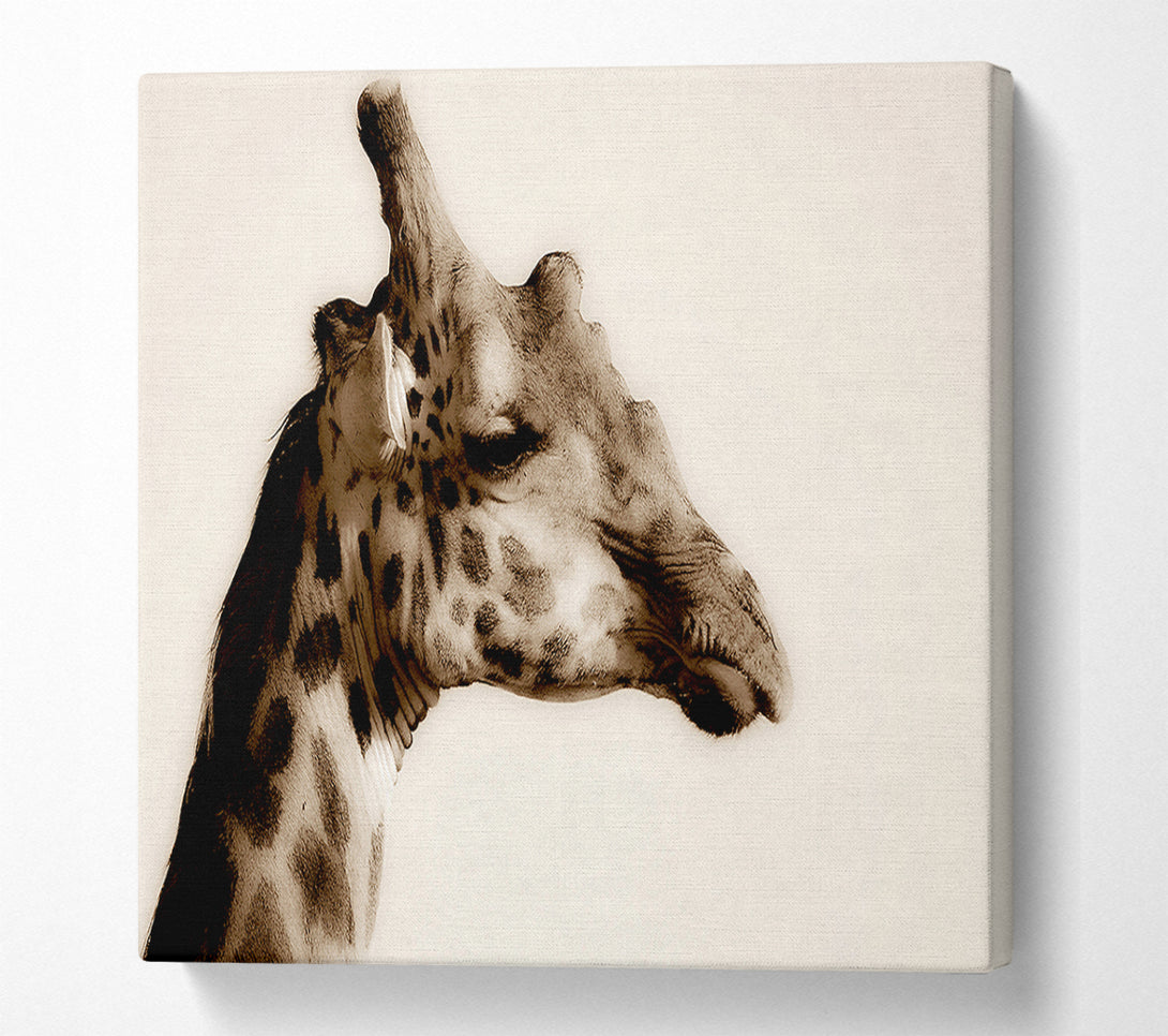  A Canvas Print of Giraffe Head Stare Canvas Print