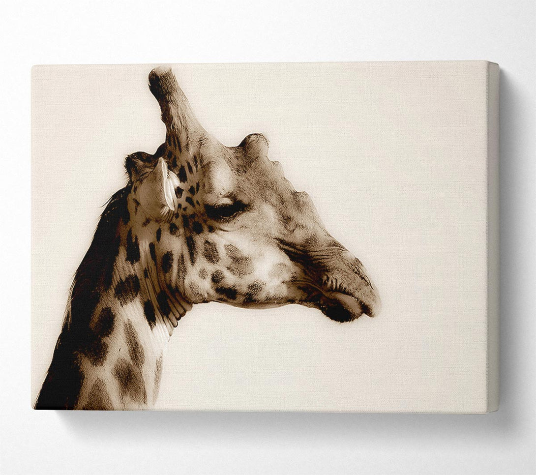  A Canvas Print of Giraffe Head Stare Canvas Print