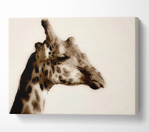  A Canvas Print of Giraffe Head Stare Canvas Print
