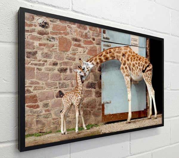 Giraffe Motherly Love