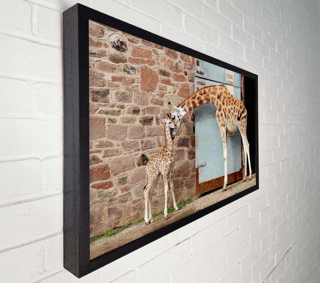  A Canvas Print of Giraffe Motherly Love Canvas Art
