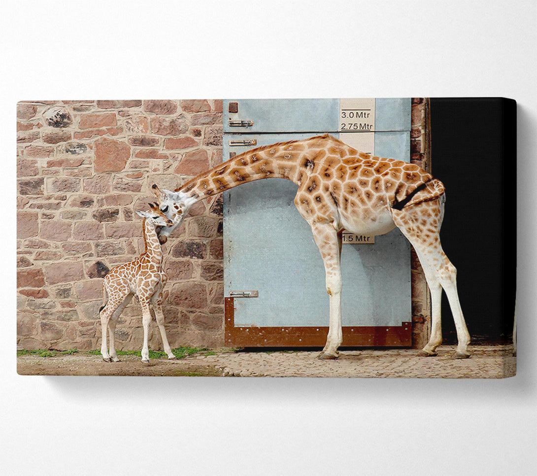  A Canvas Print of Giraffe Motherly Love Canvas Art
