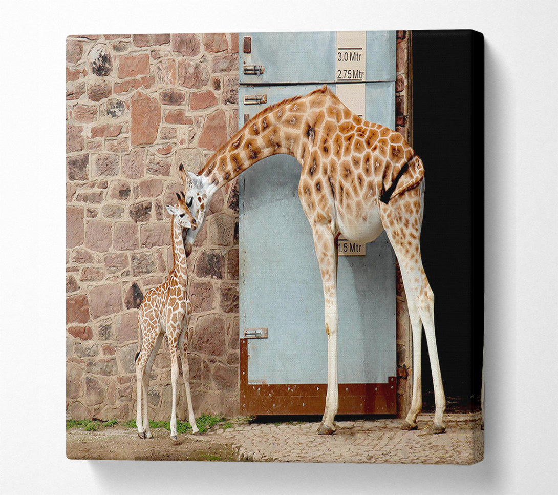  A Canvas Print of Giraffe Motherly Love Canvas Art
