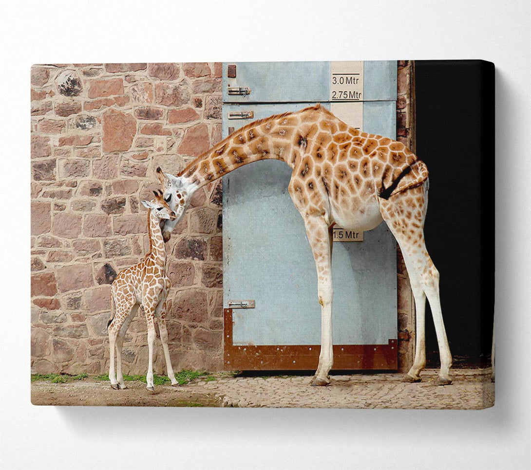  A Canvas Print of Giraffe Motherly Love Canvas Art