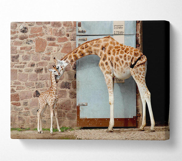  A Canvas Print of Giraffe Motherly Love Canvas Art