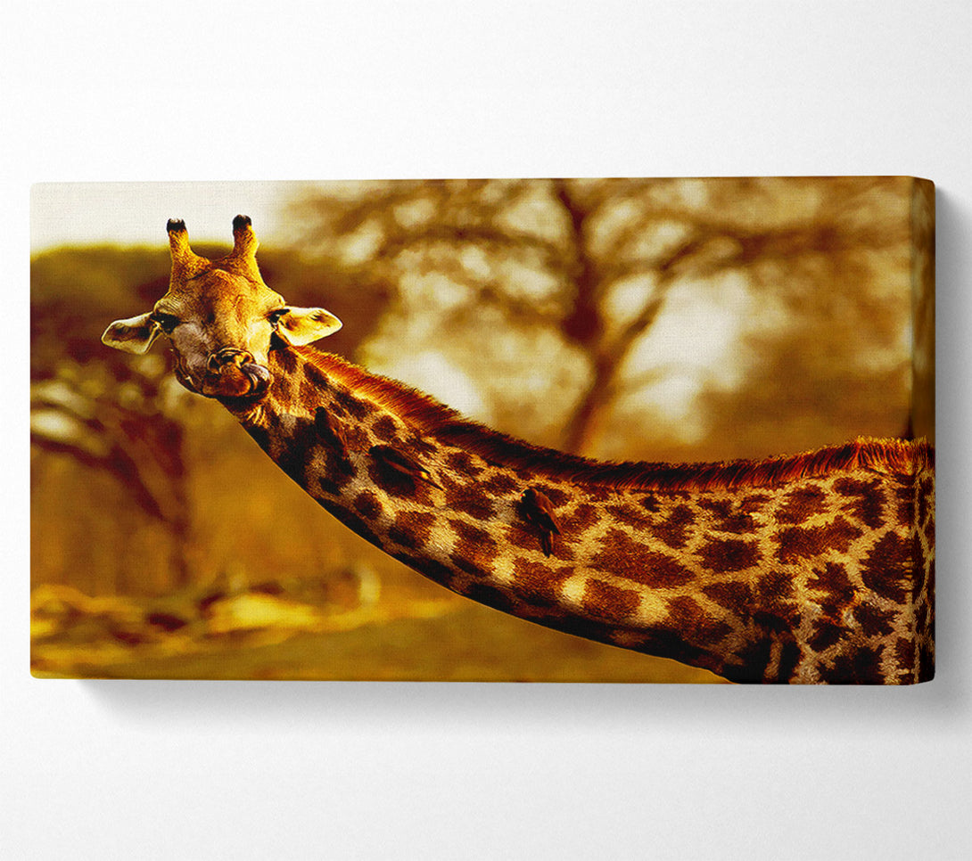  A Canvas Print of Giraffe Neck For Birds Canvas Art